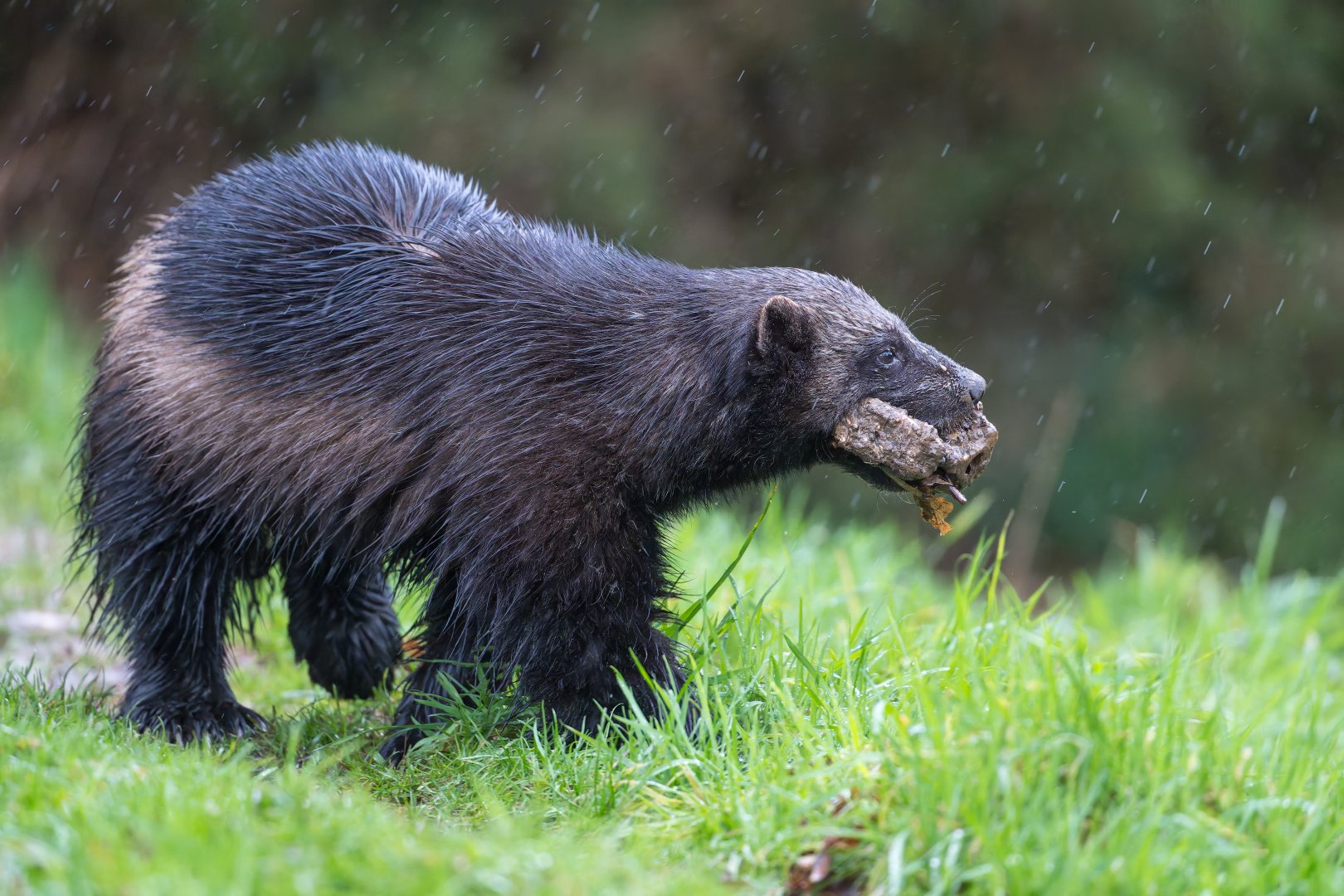 Wolverine (f), ZSL Whipsnade, UK