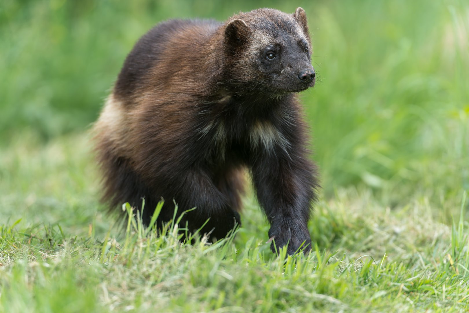 Wolverine (f) ZSL Whipsnade, UK