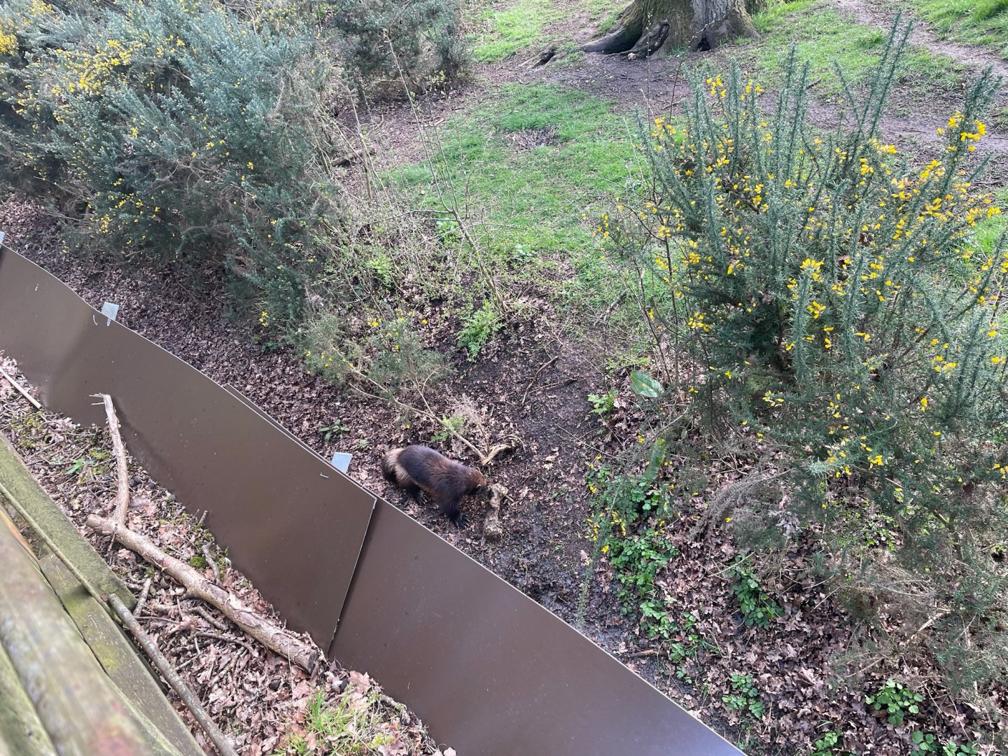 Wolverine, (Gulo gulo), digging up bone
