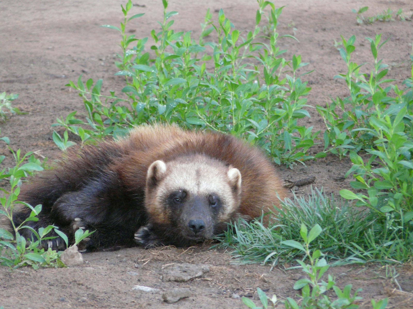 Wolverine/ Gulo gulo gulo