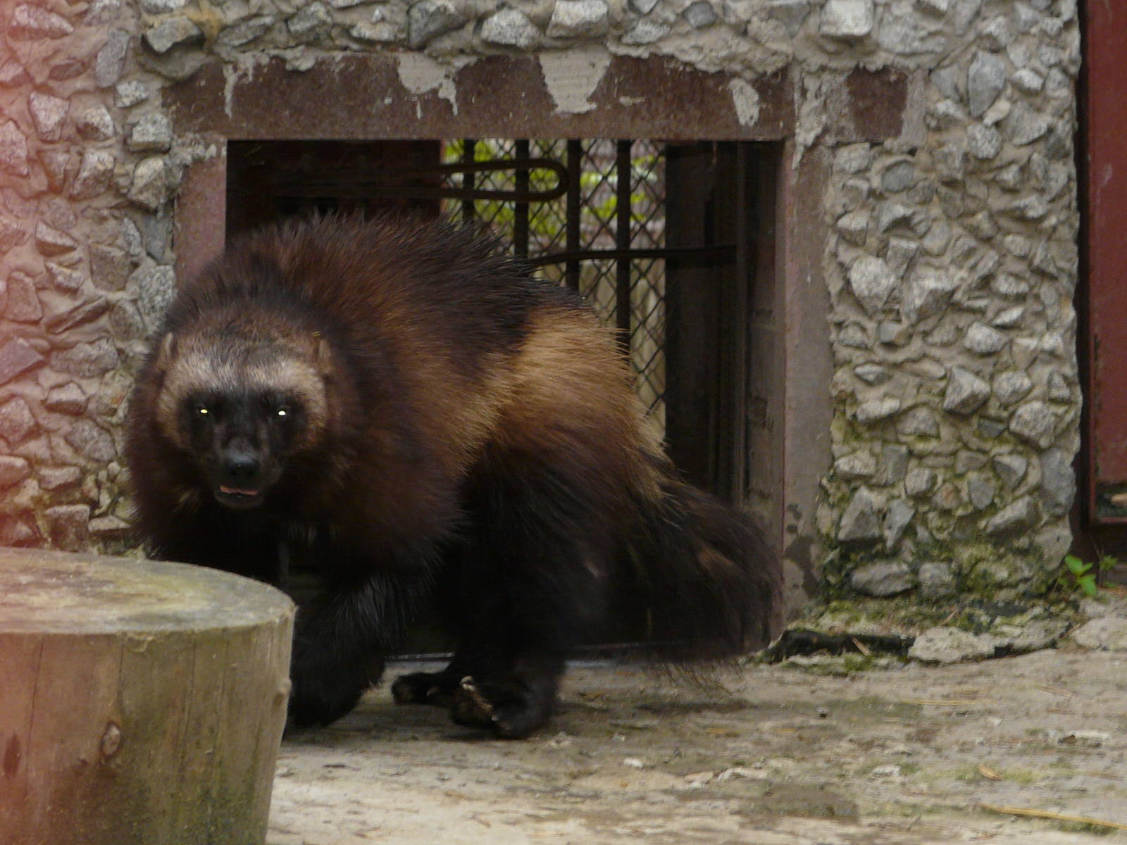 Wolverine/ Gulo gulo gulo