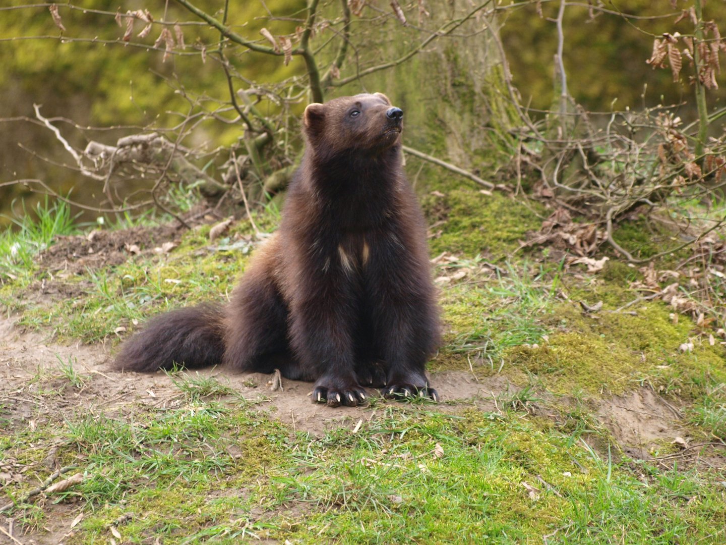 Wolverine (Gulo gulo gulo)