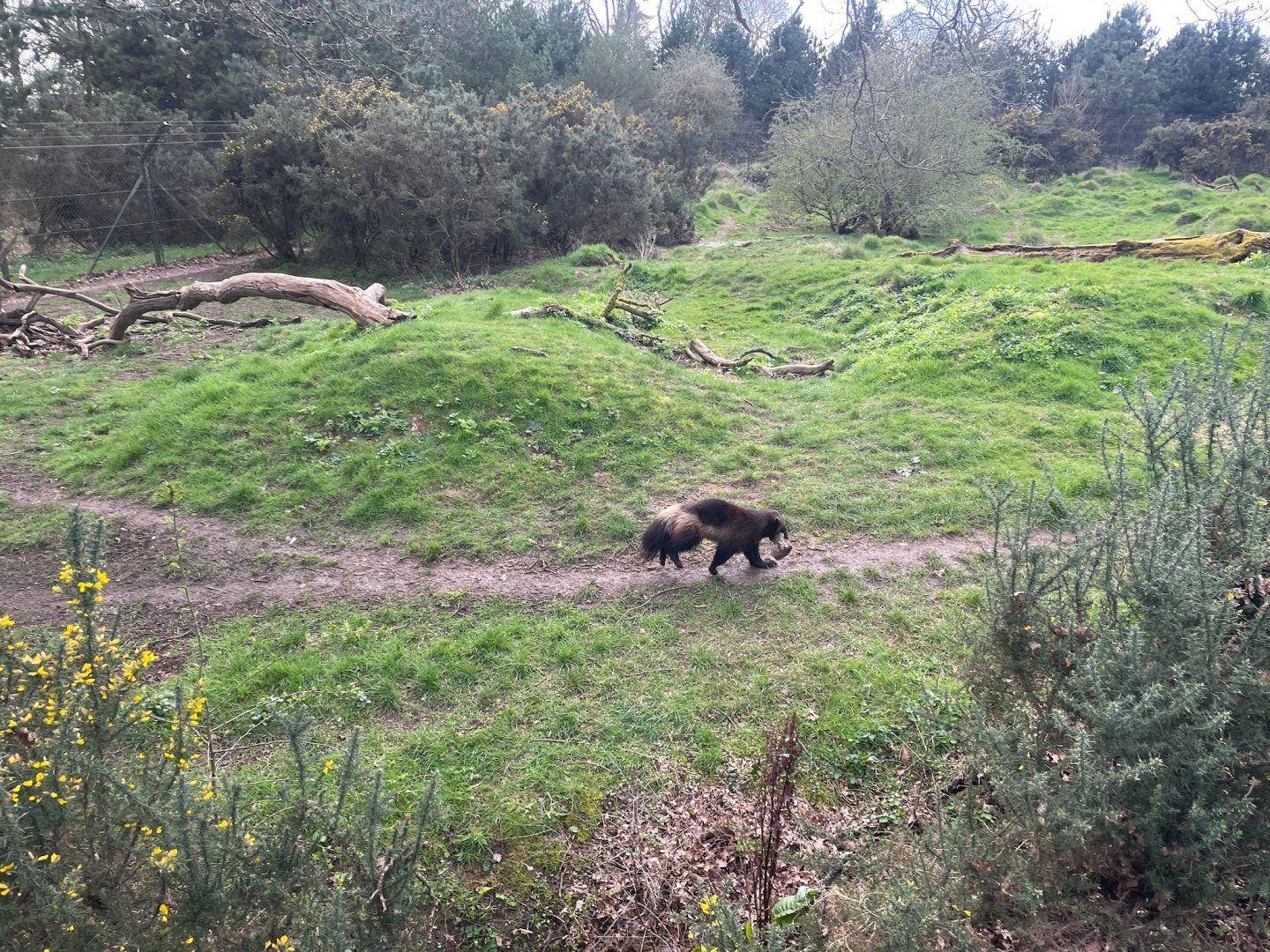 Wolverine, (Gulo gulo), Running with bone