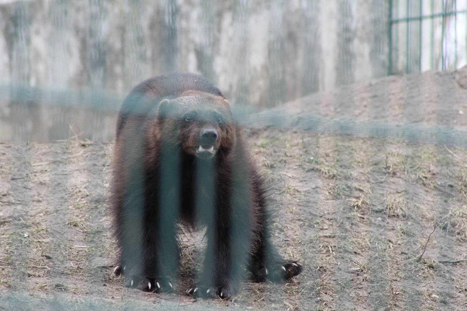 Wolverine (Gulo gulo)