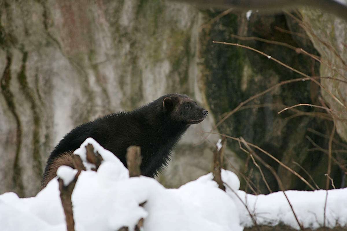 Wolverine (Gulo gulo)