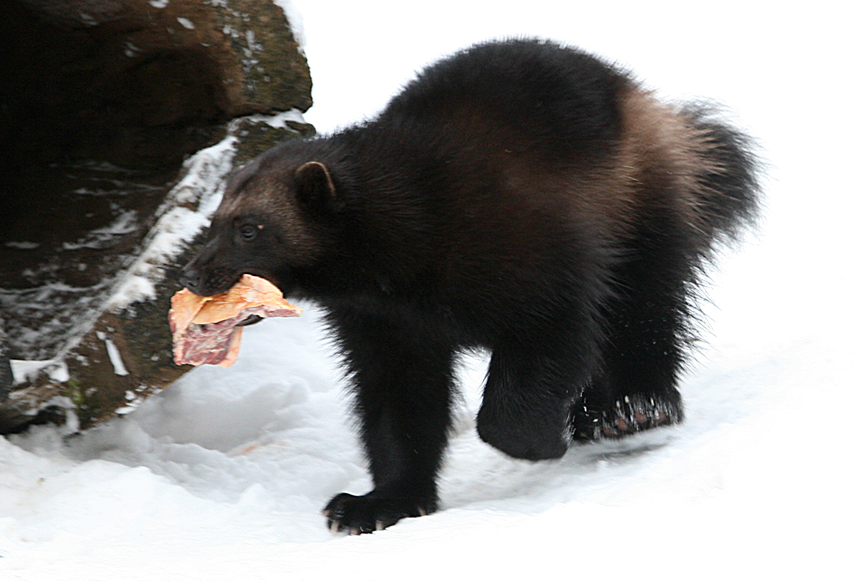 Wolverine (Gulo gulo)