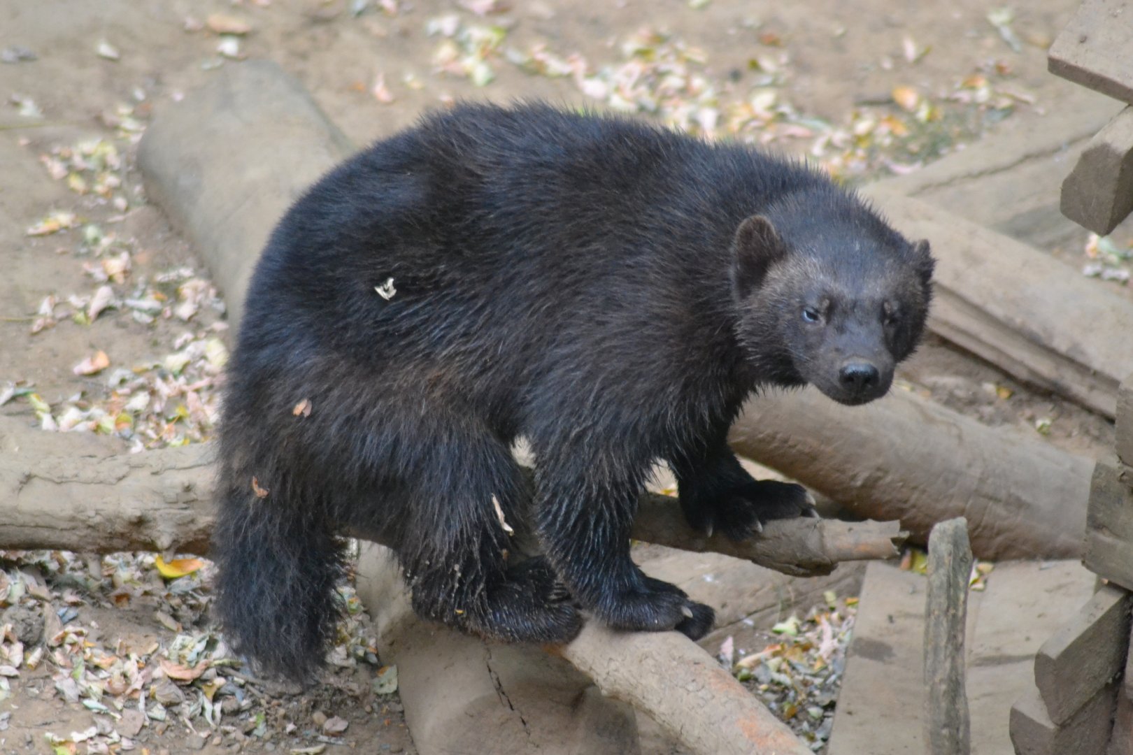 Wolverine - Gulo gulo