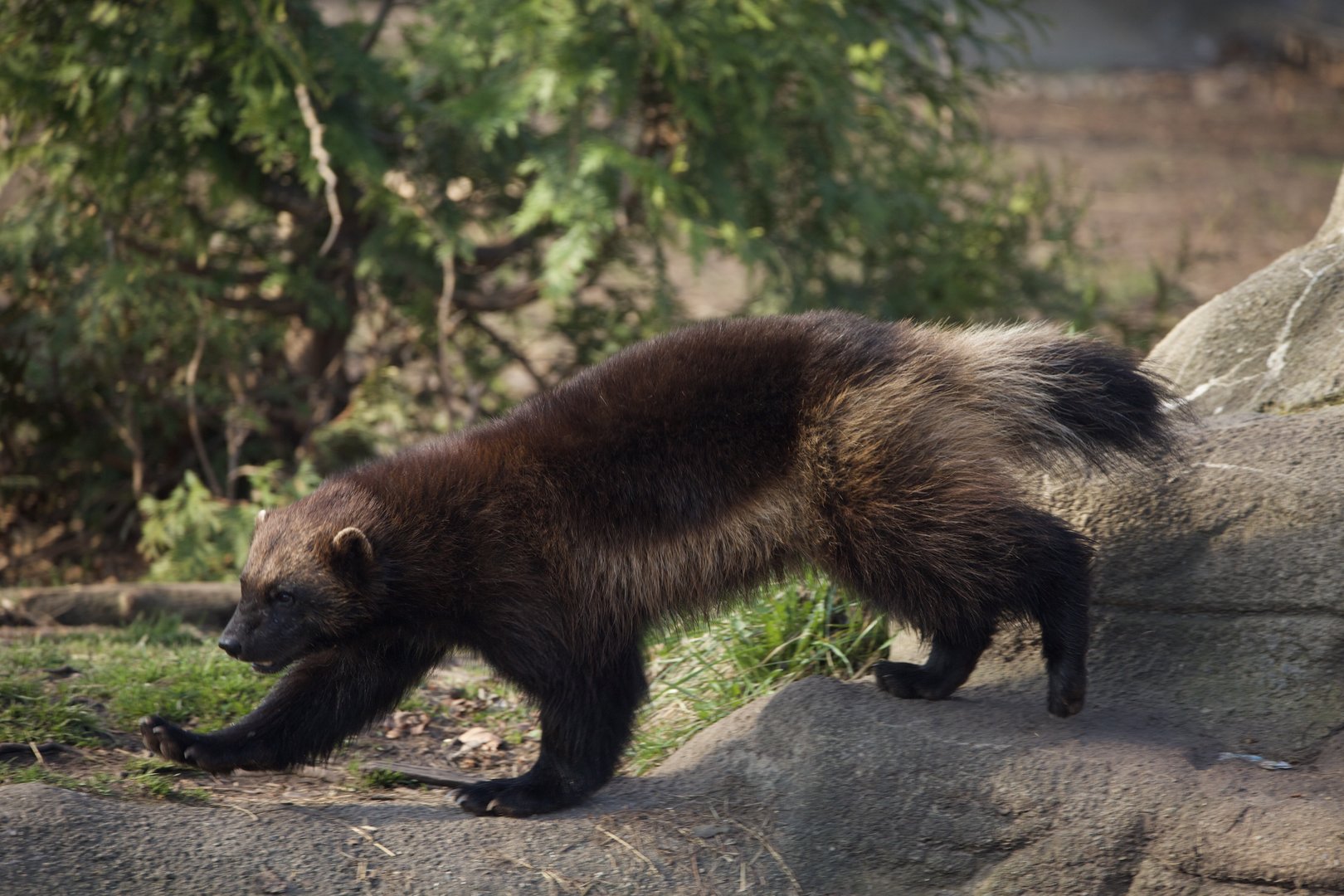 Wolverine/ Gulo gulo