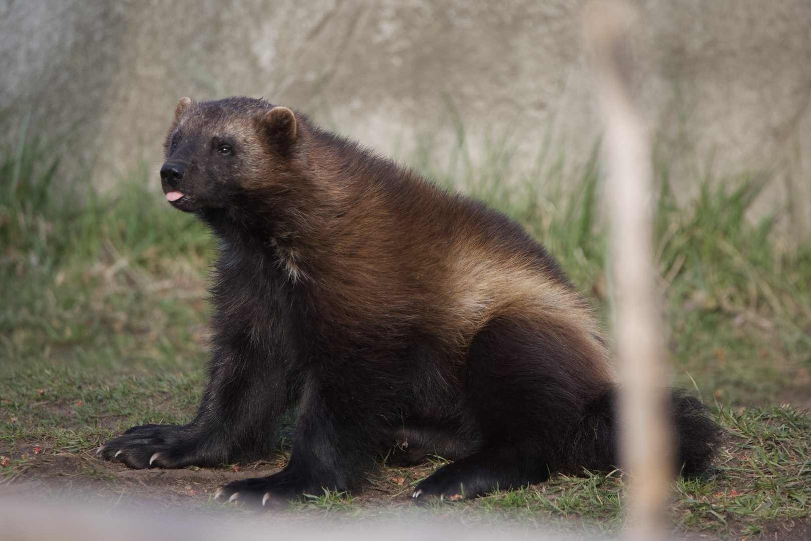 Wolverine/ Gulo gulo