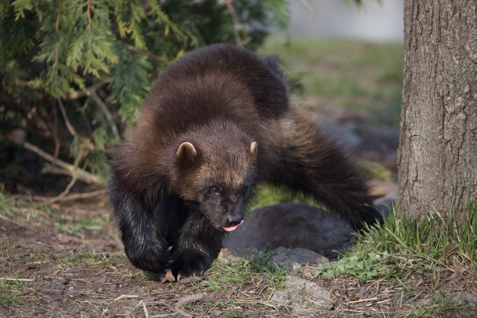 Wolverine/ Gulo gulo