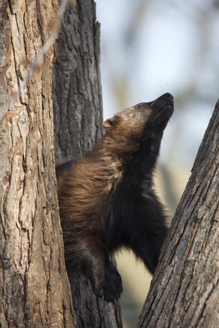 Wolverine/ Gulo gulo