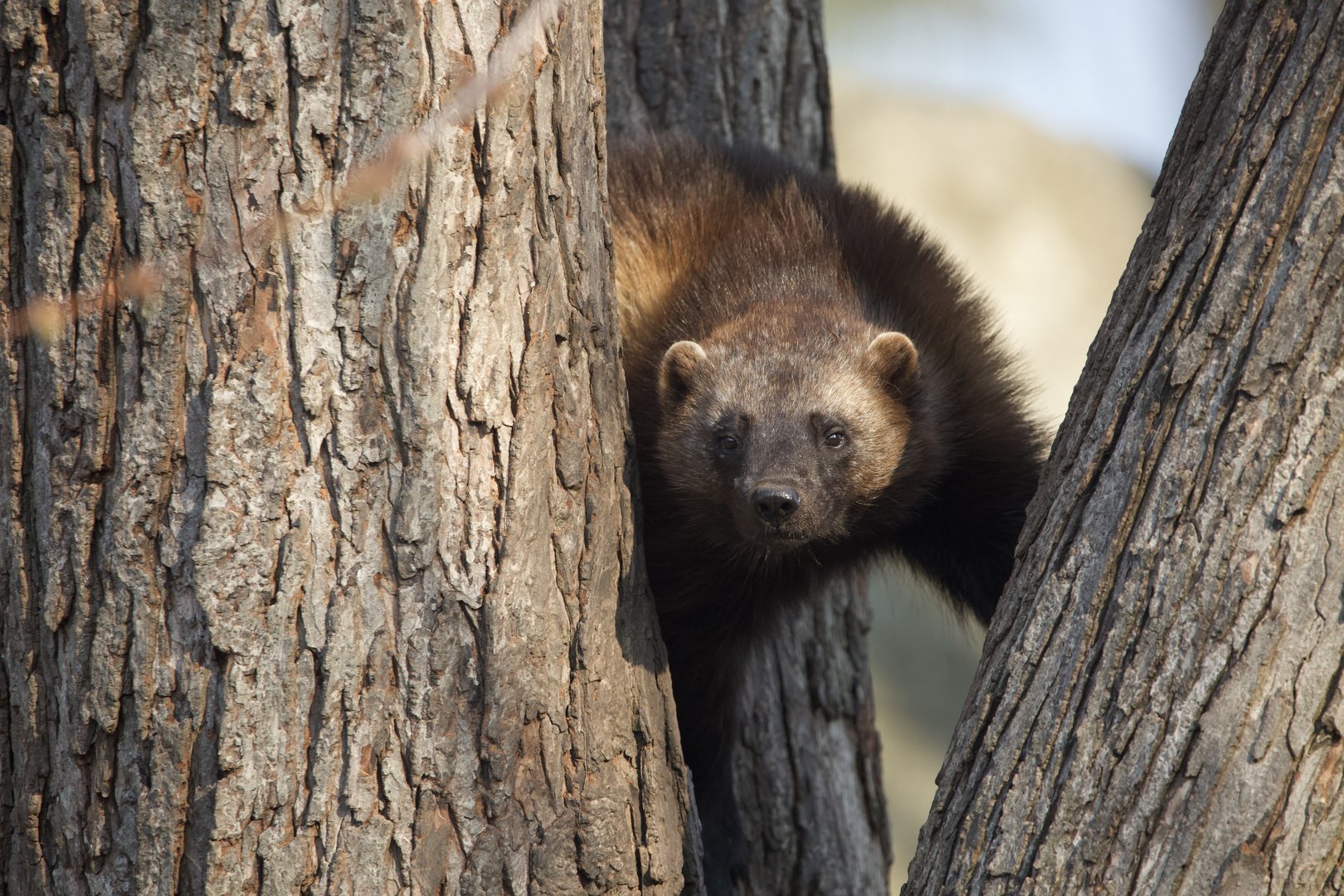 Wolverine/ Gulo gulo