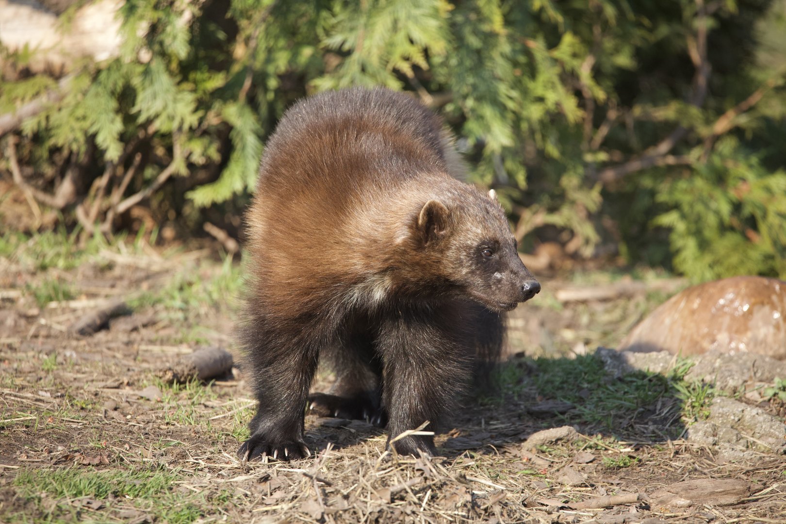 Wolverine/ Gulo gulo