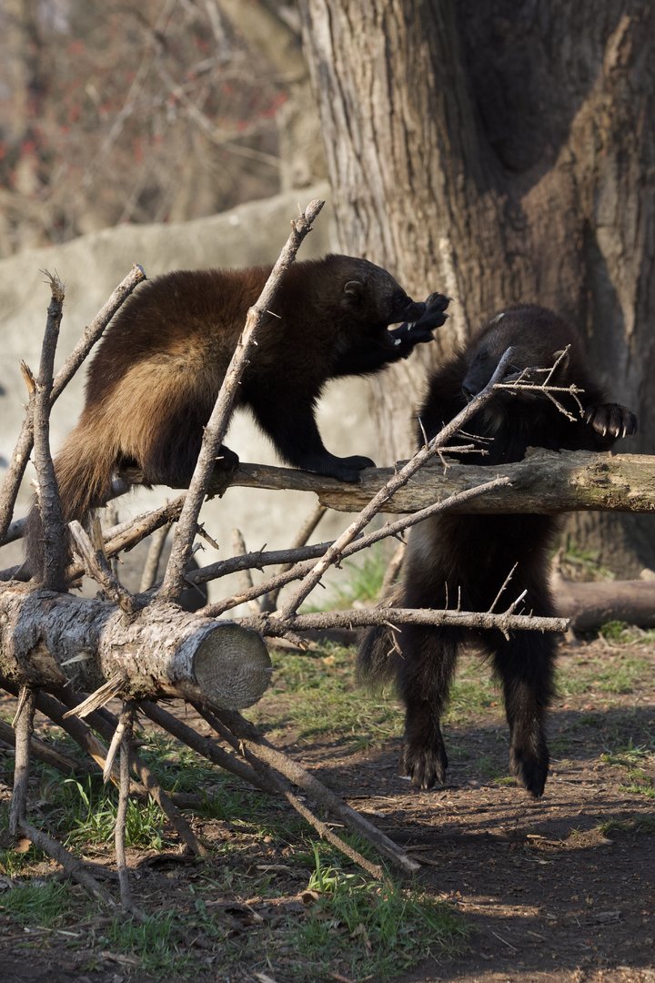 Wolverine/ Gulo gulo