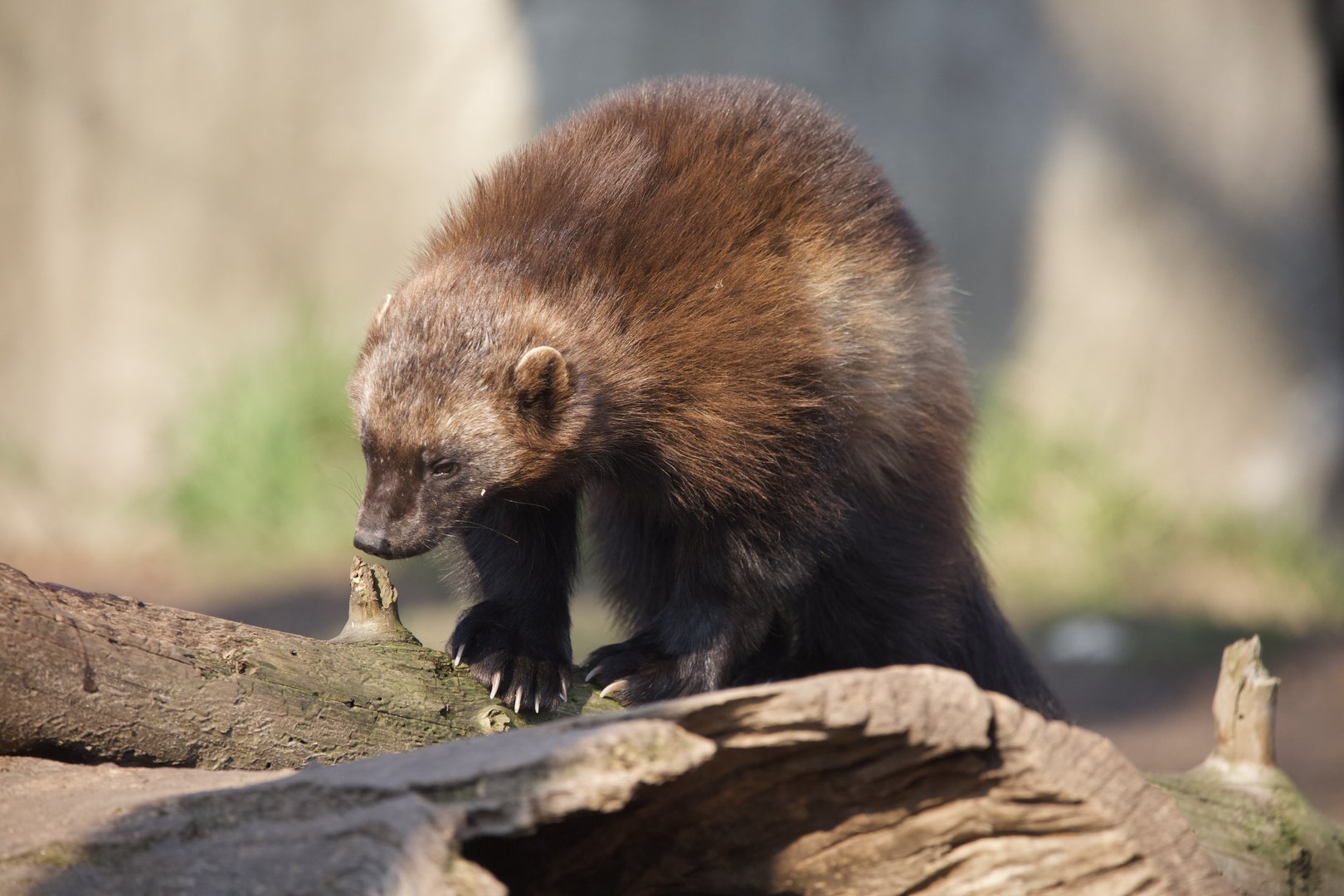 Wolverine/ Gulo gulo