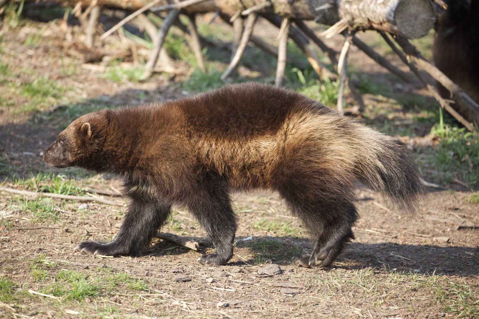 Wolverine/ Gulo gulo