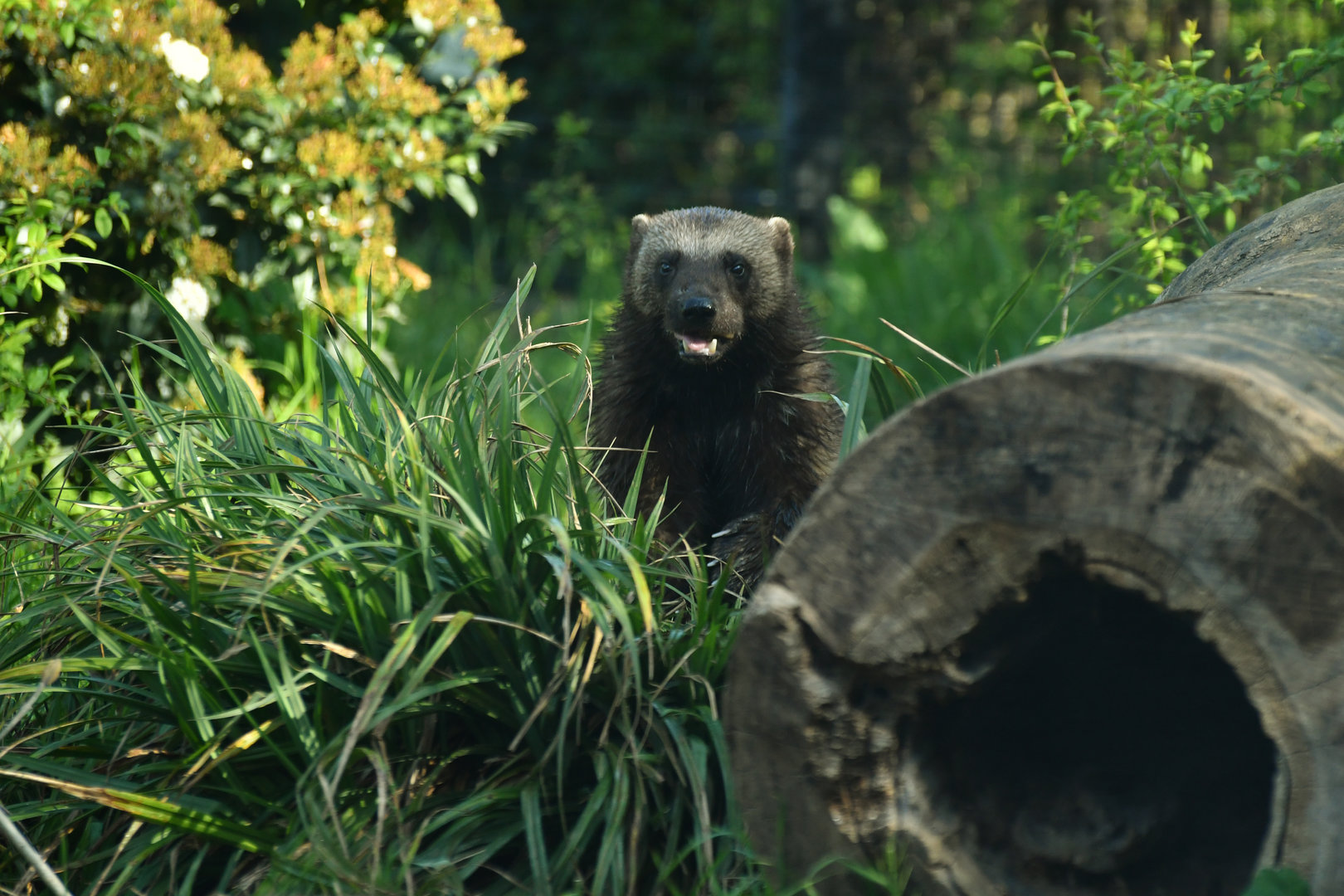 Wolverine (Gulo gulo)