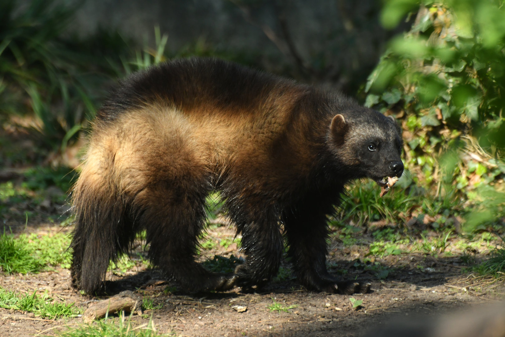 Wolverine (Gulo gulo)