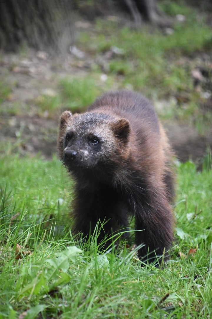 Wolverine, Gulo gulo