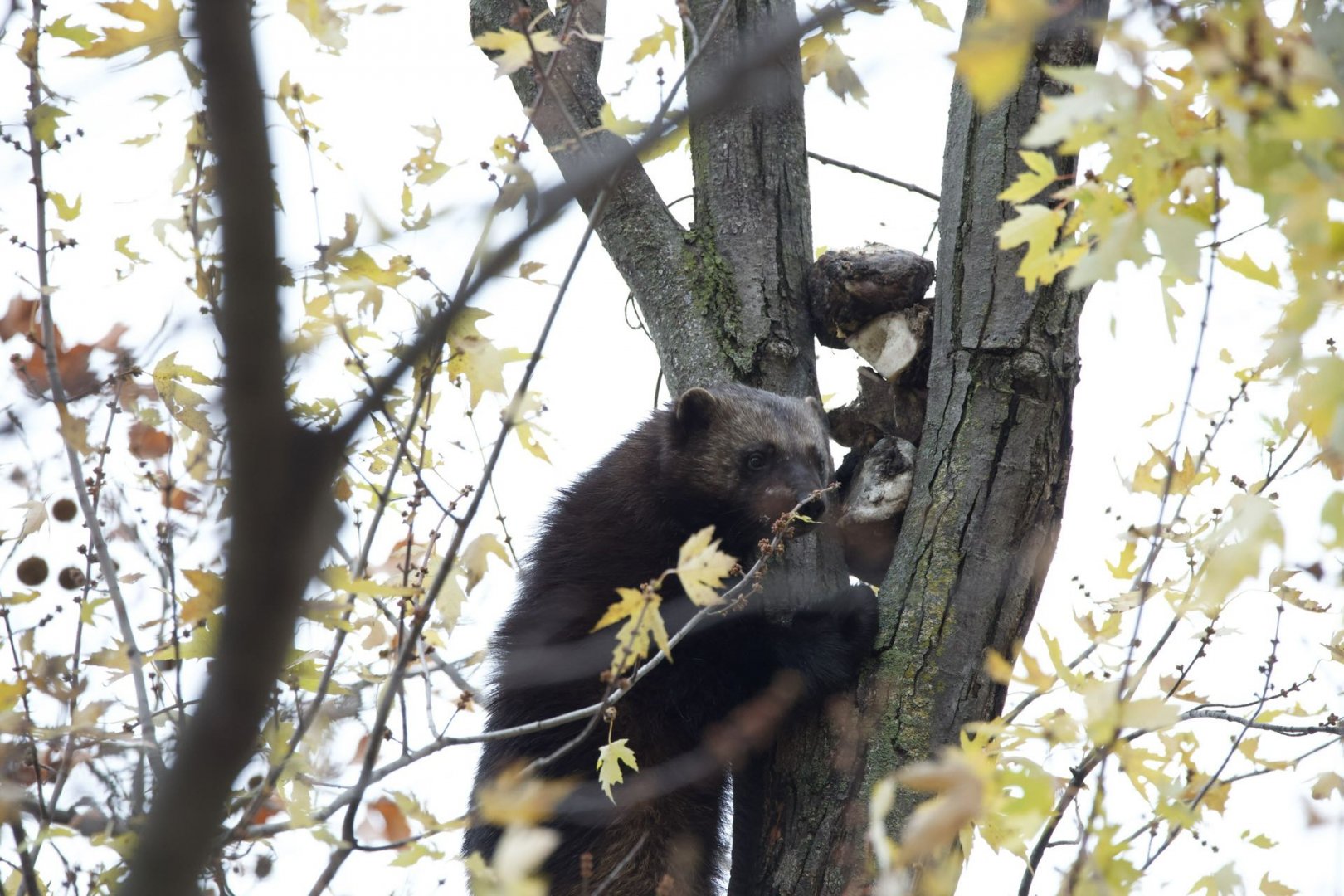 Wolverine/ Gulo gulo