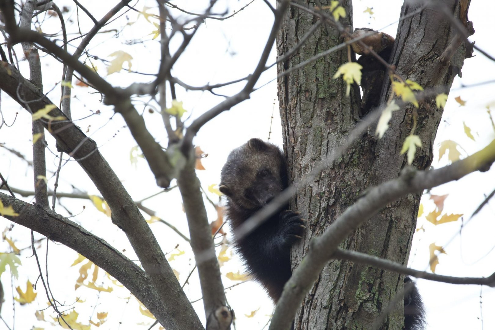 Wolverine/ Gulo gulo