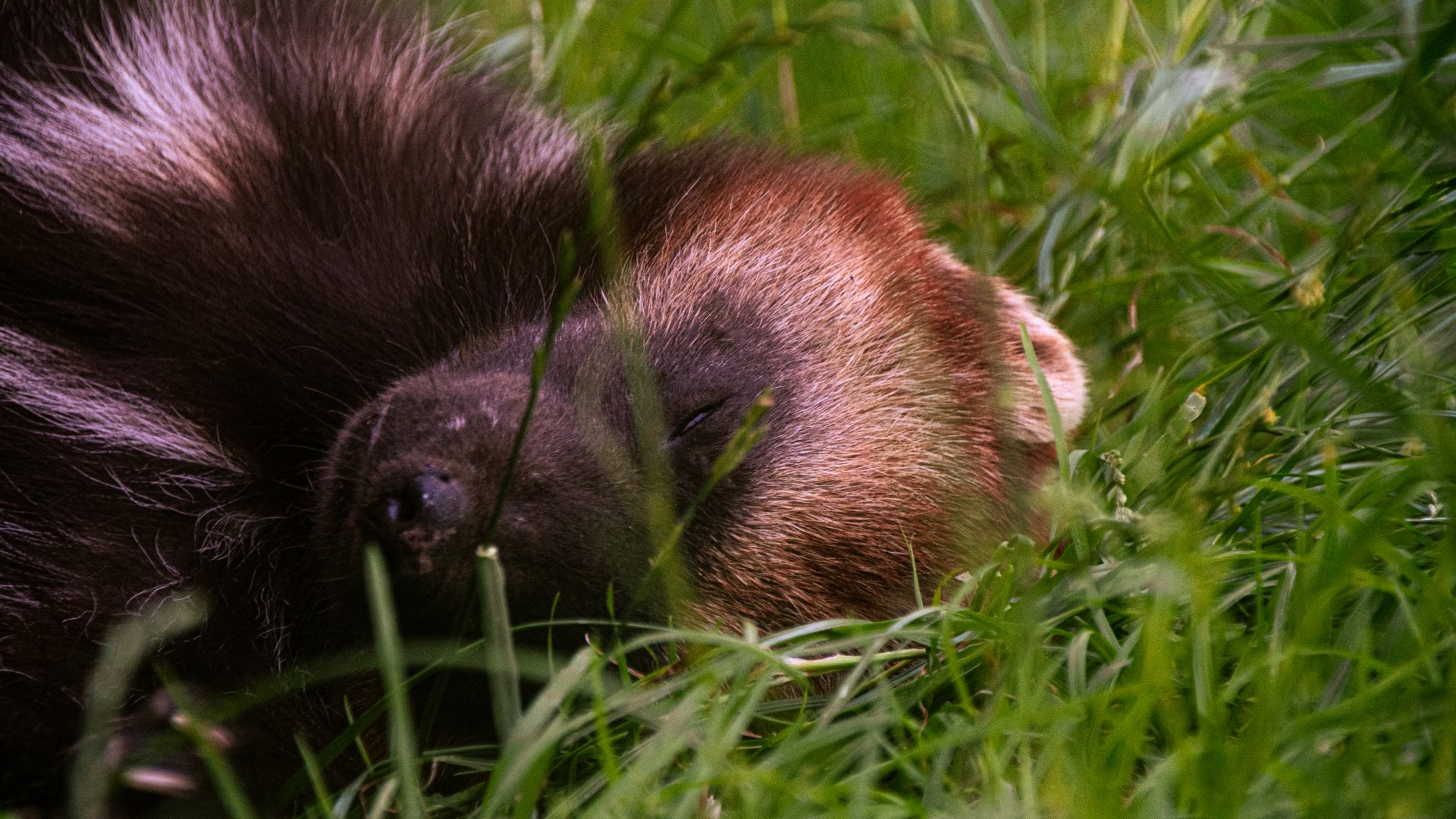 Wolverine (Gulo gulo)