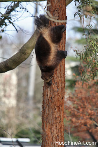 wolverine heading down