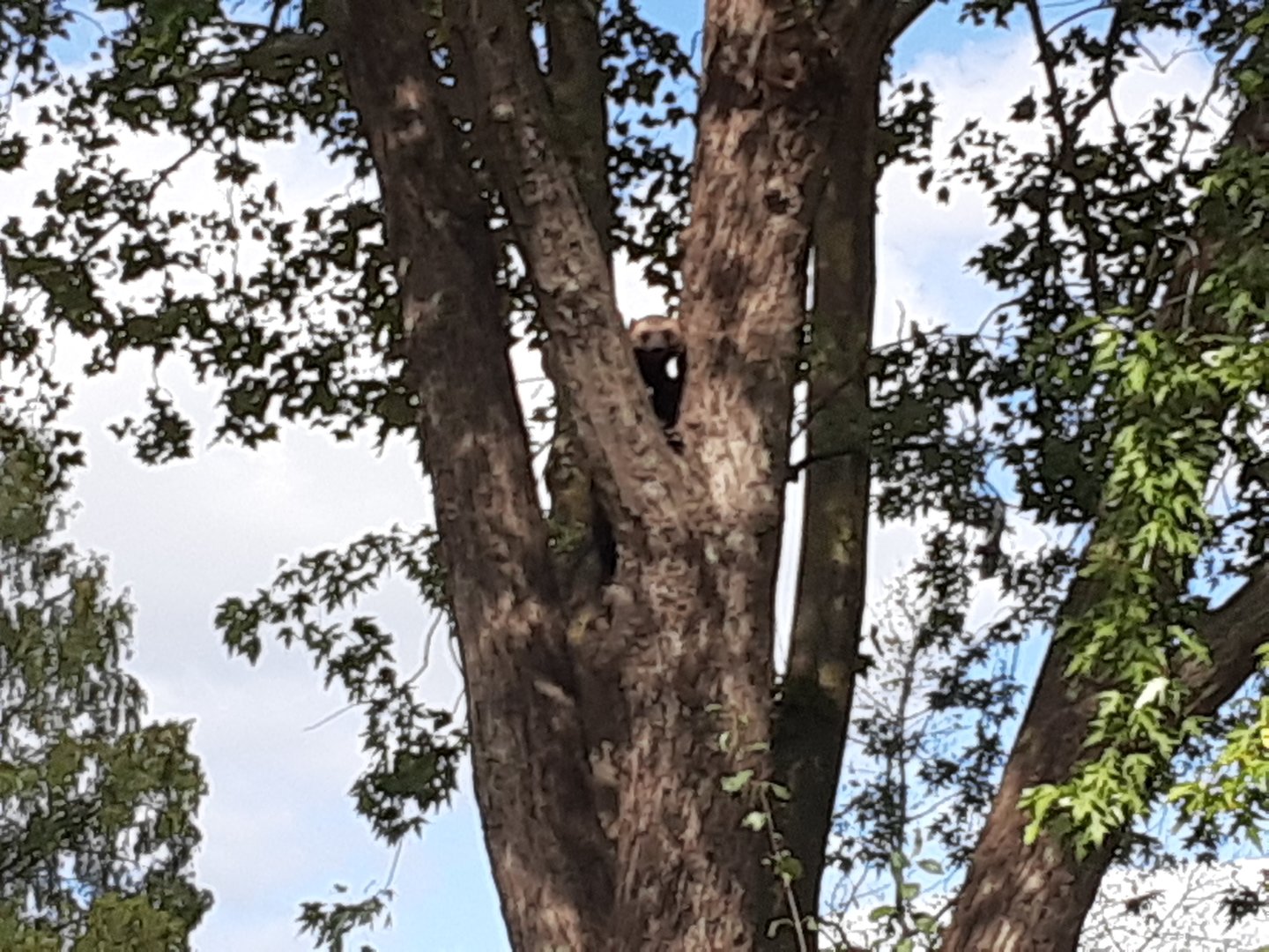 Wolverine- high up in a tree!