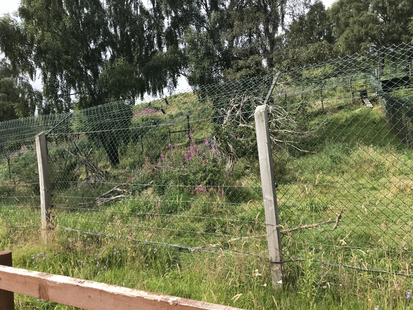 Wolverine holding area