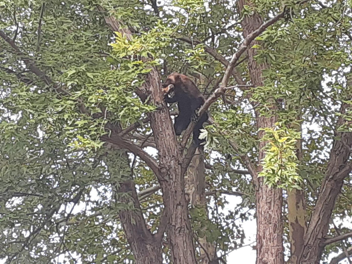 Wolverine in a tree, holding a bone
