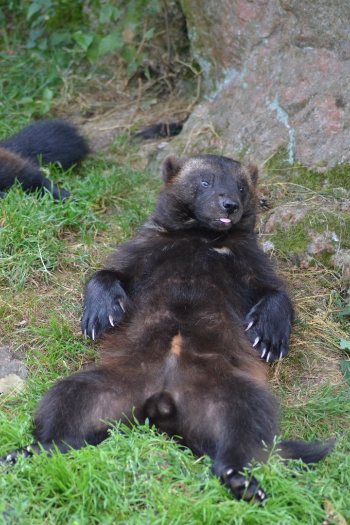 Wolverine in Kolmården