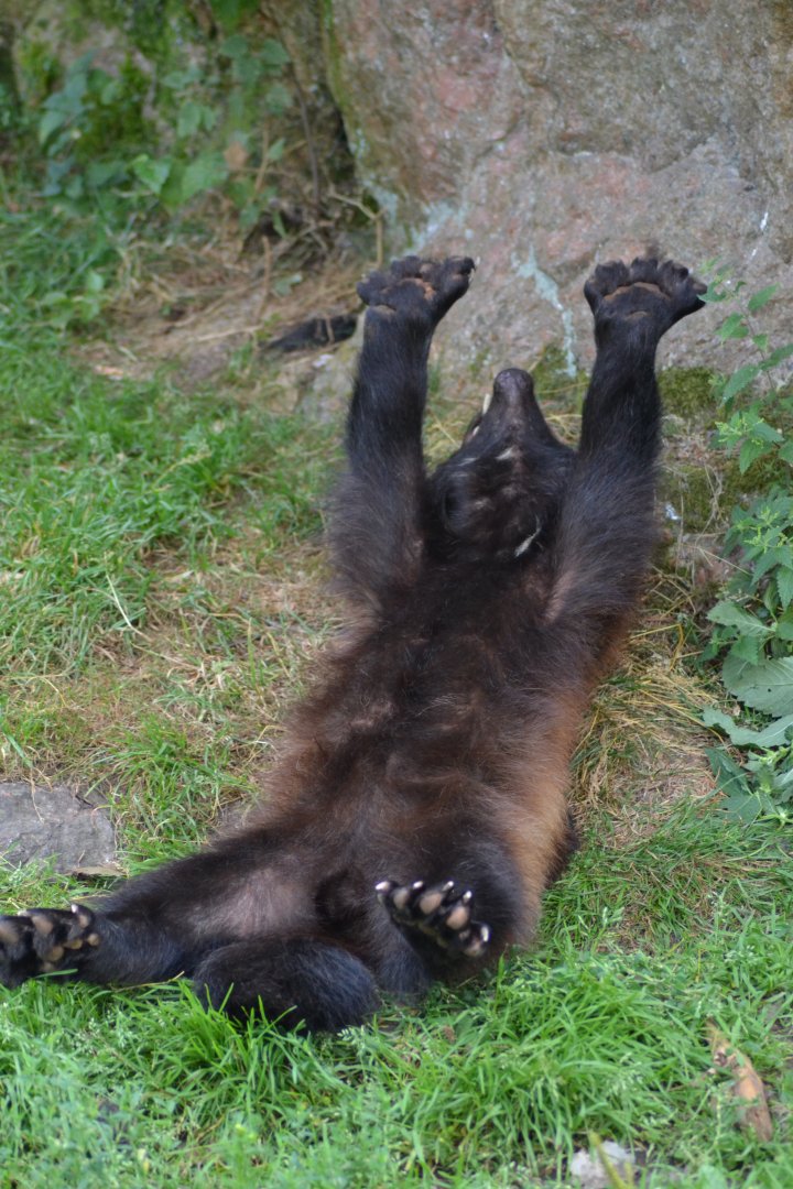 Wolverine in Kolmården