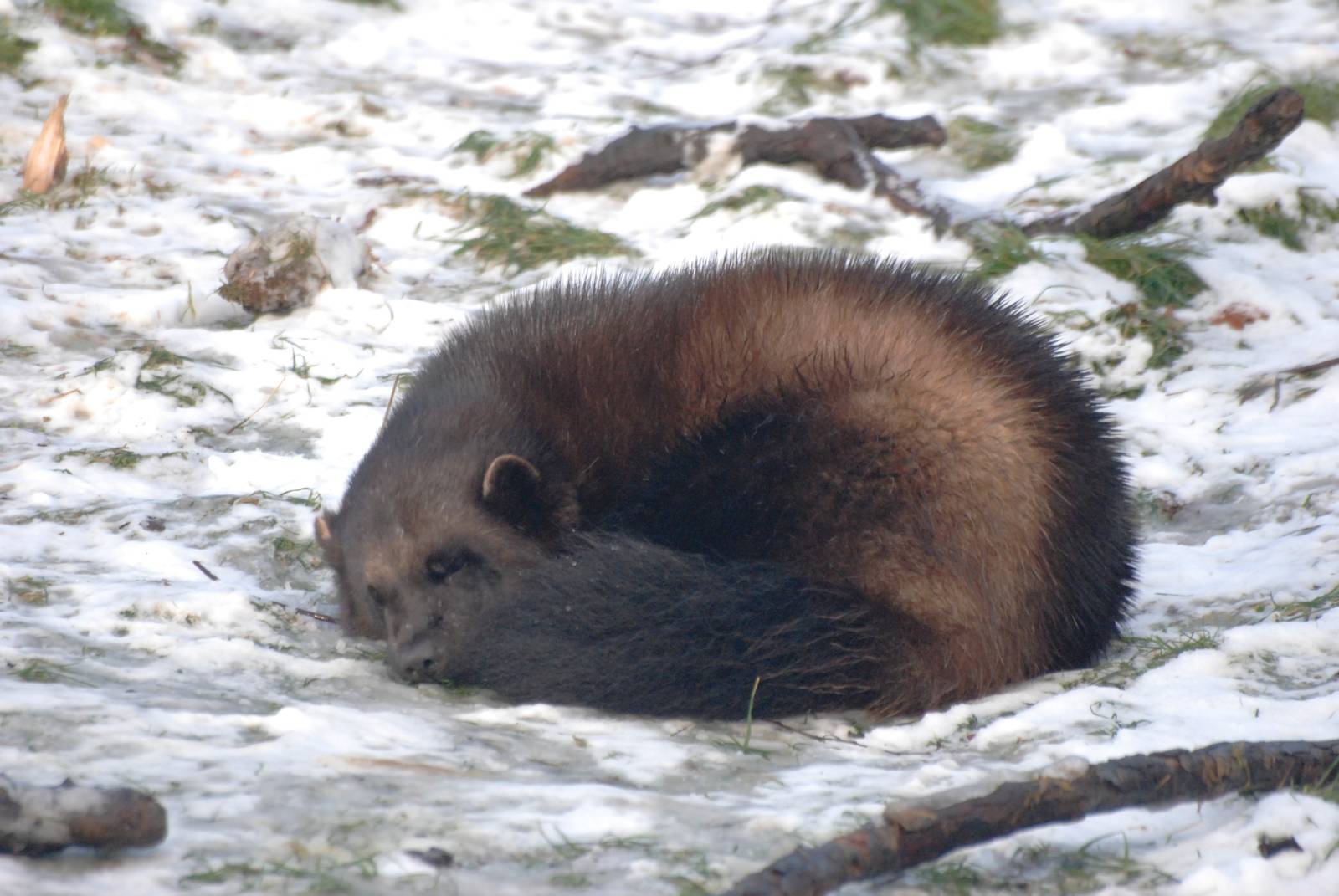 Wolverine in the Show at Whipsnade, 07/12/12