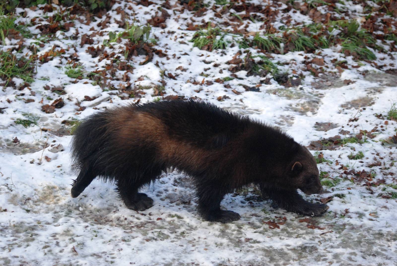 Wolverine in the Snow at Whipsnade, 07/12/12