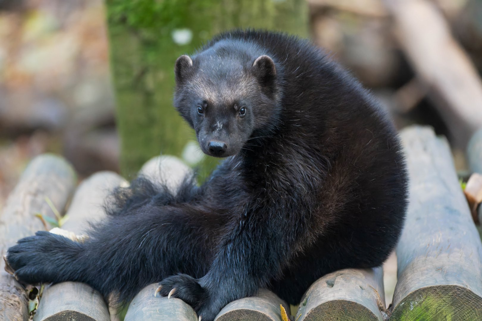 Wolverine (m) CWP, UK