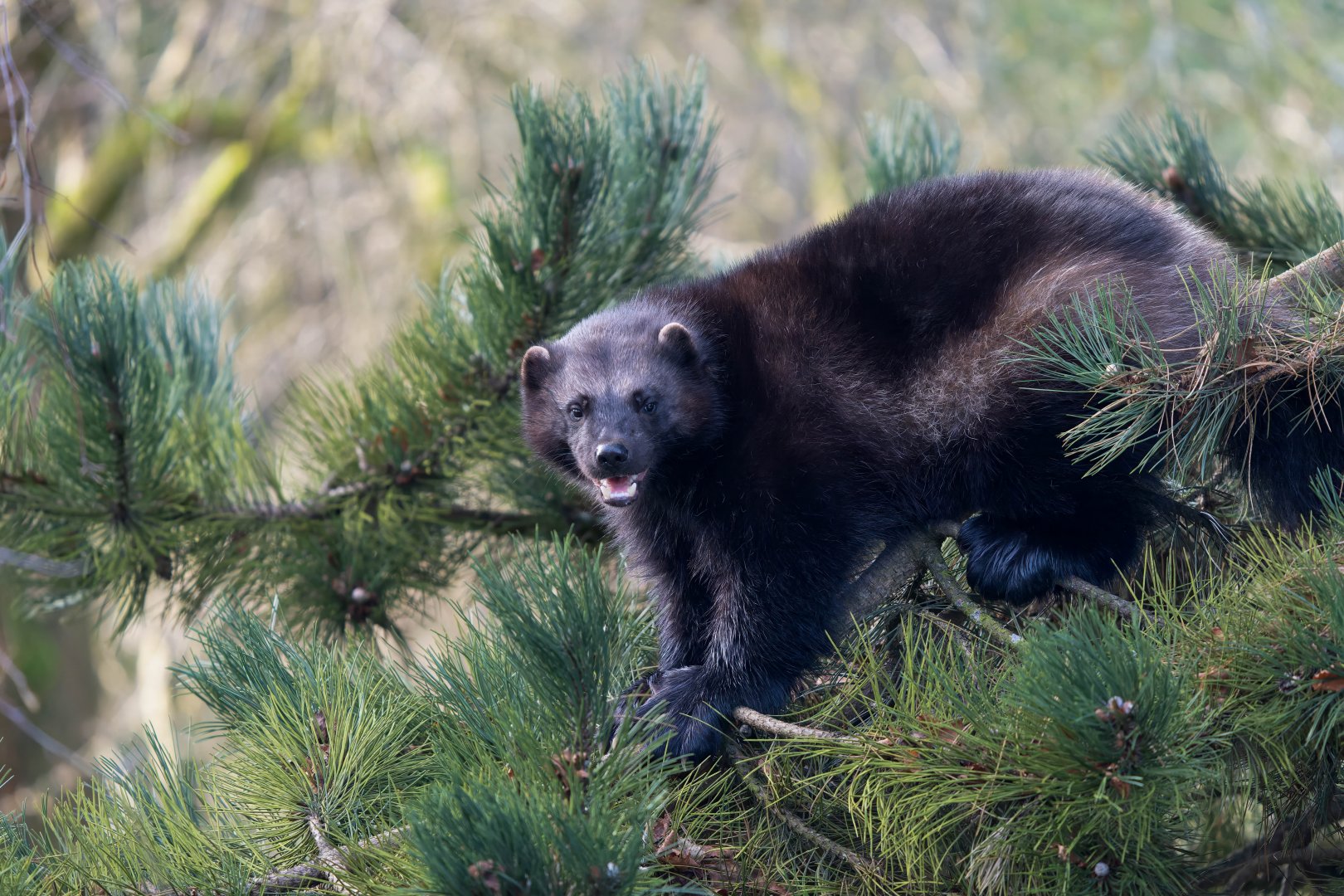 Wolverine (m), ZSL Whipsnade, UK