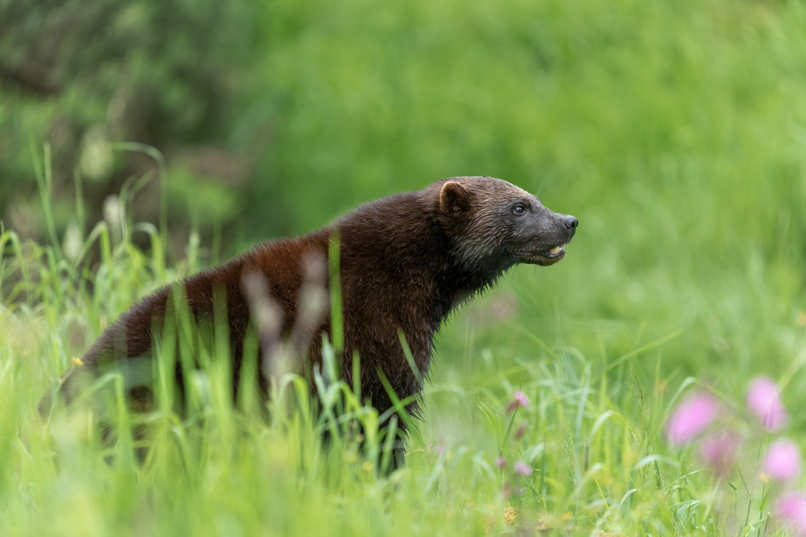 Wolverine (m), ZSL Whipsnade, UK