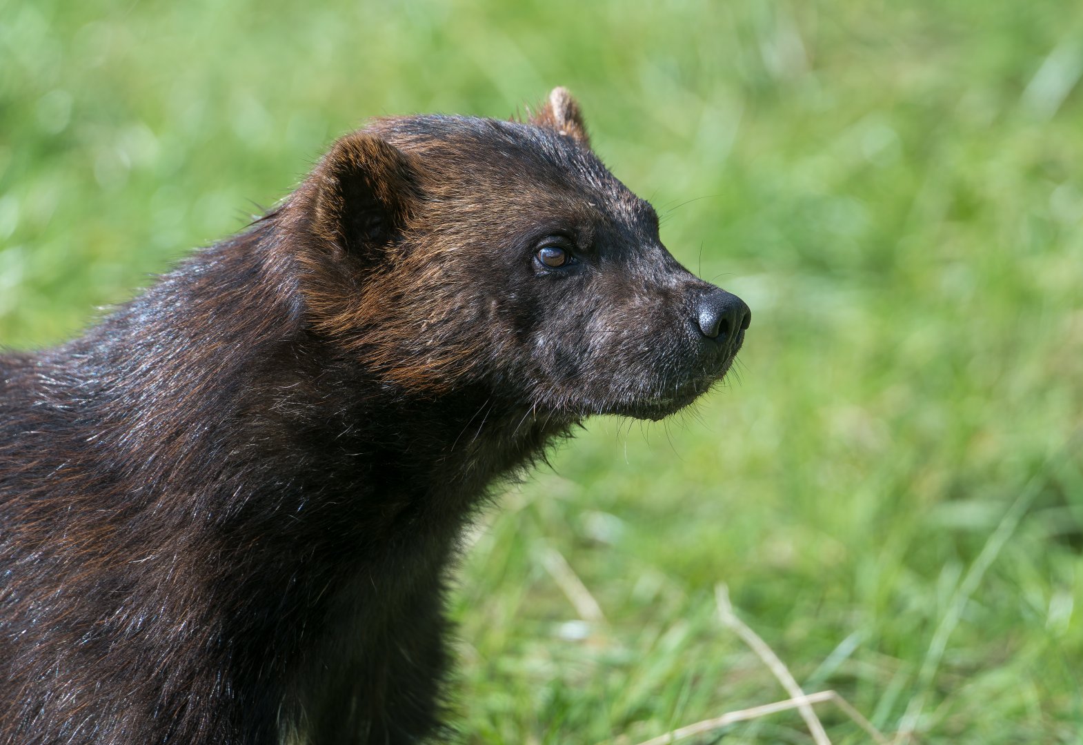 Wolverine (m), ZSL Whipsnade, UK