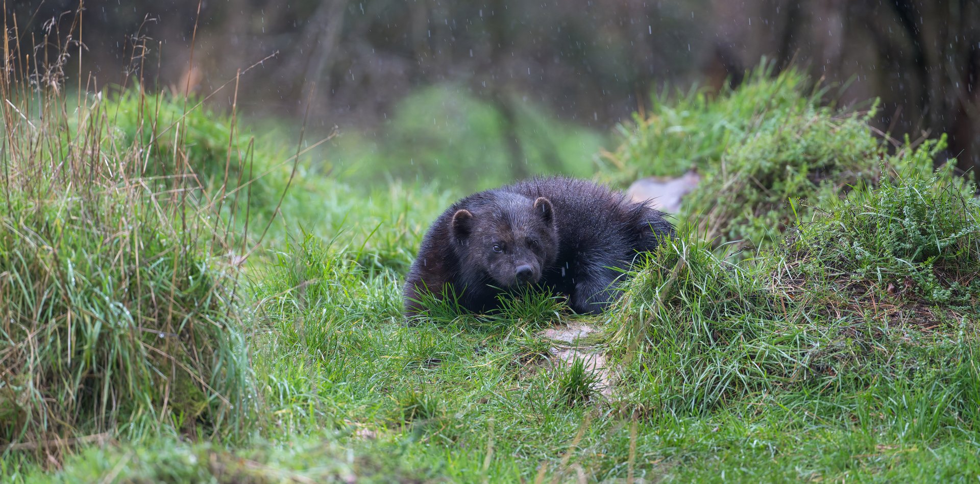 Wolverine (m), ZSL Whipsnade, UK