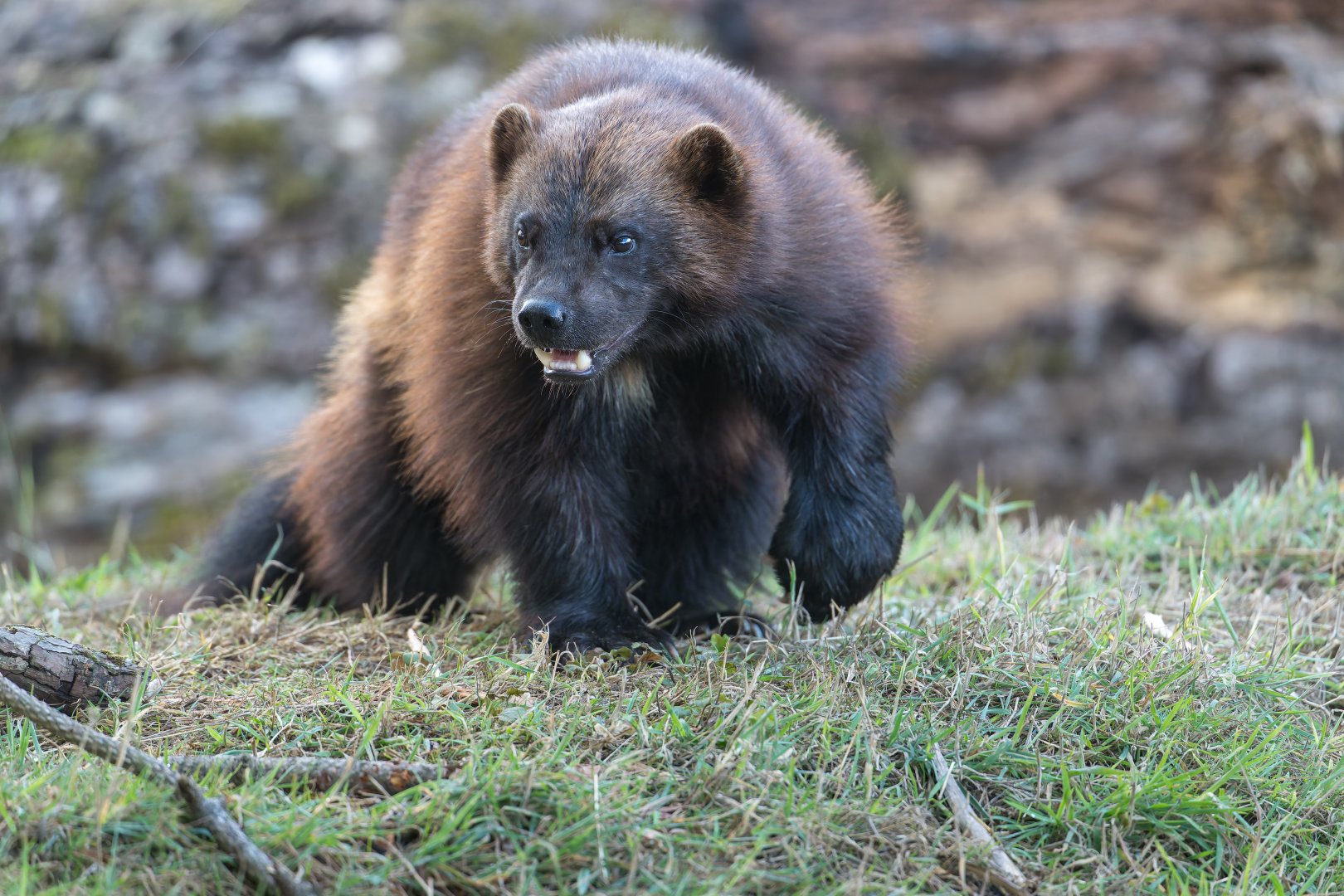 Wolverine (m), ZSL Whipsnade, UK