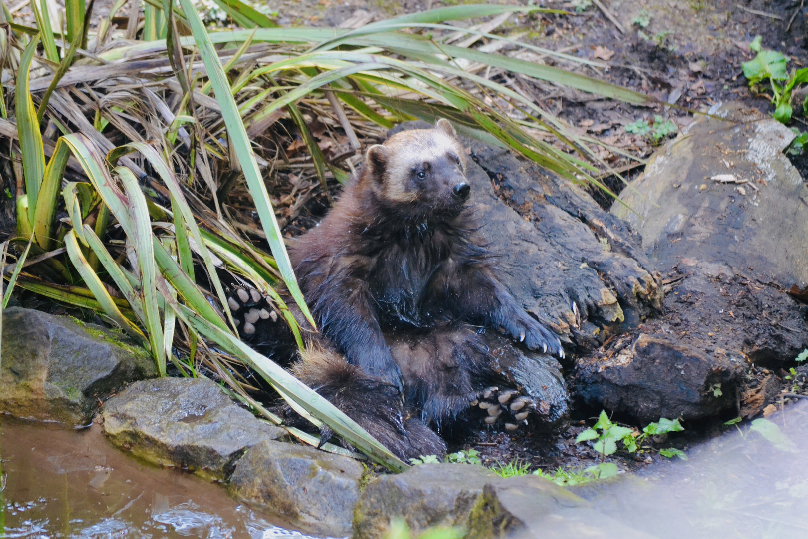 Wolverine - May 2023