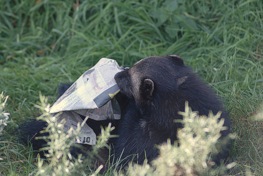 Wolverine Media Literacy - Whipsnade 2023
