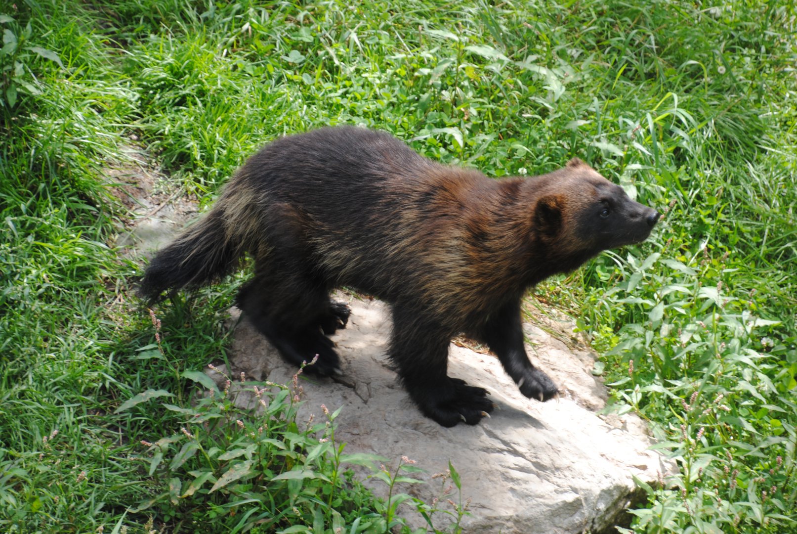 Wolverine (Mixed Forest Section)