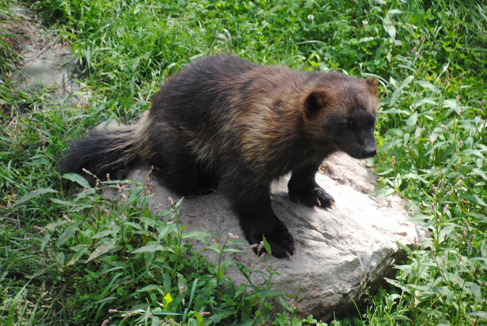 Wolverine (Mixed Forest Section)