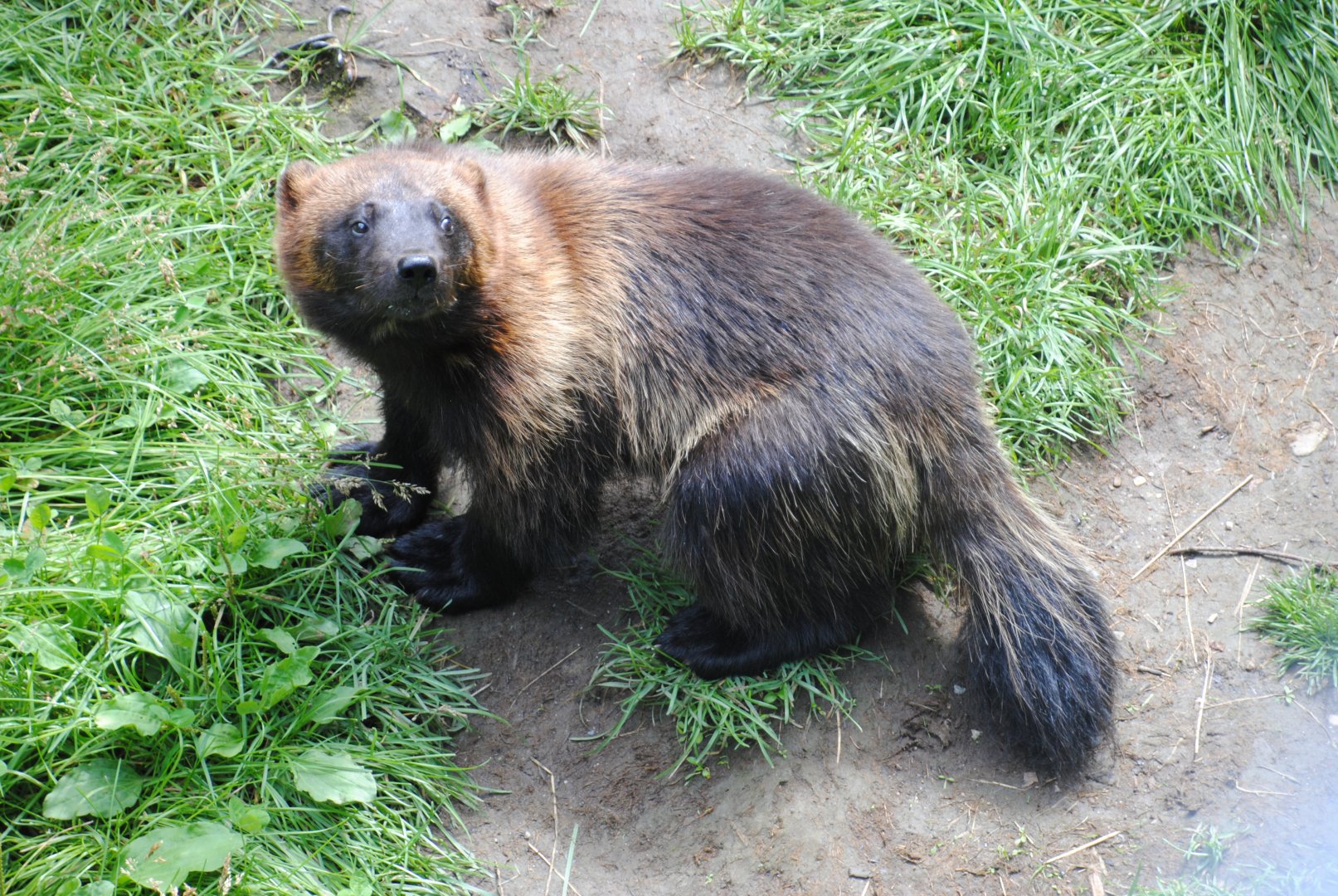 Wolverine (Mixed Forest Section)