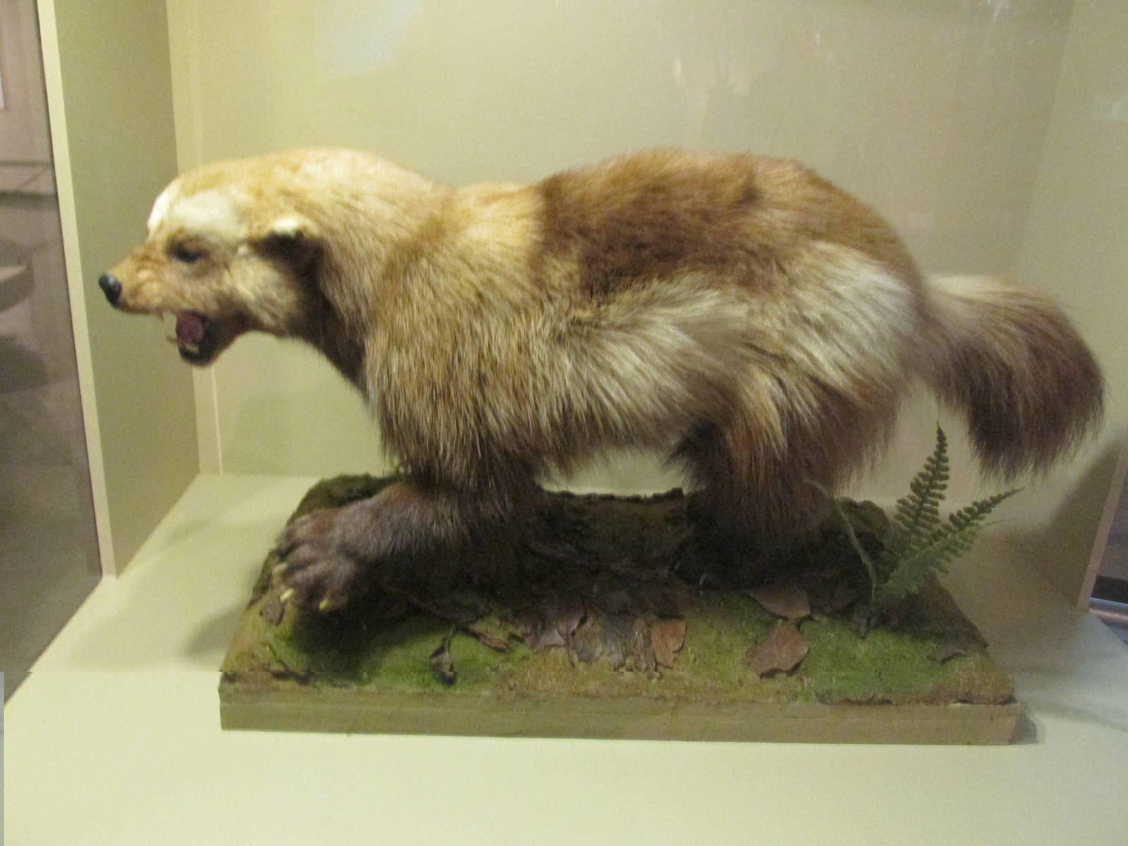 wolverine museo de historia natural