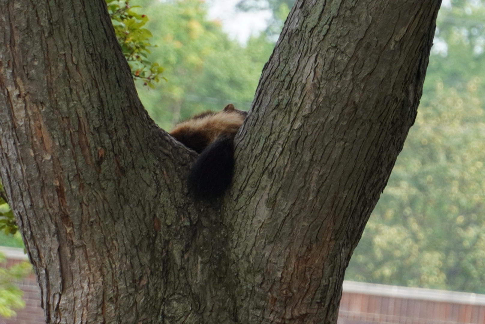 Wolverine Napping in Tree