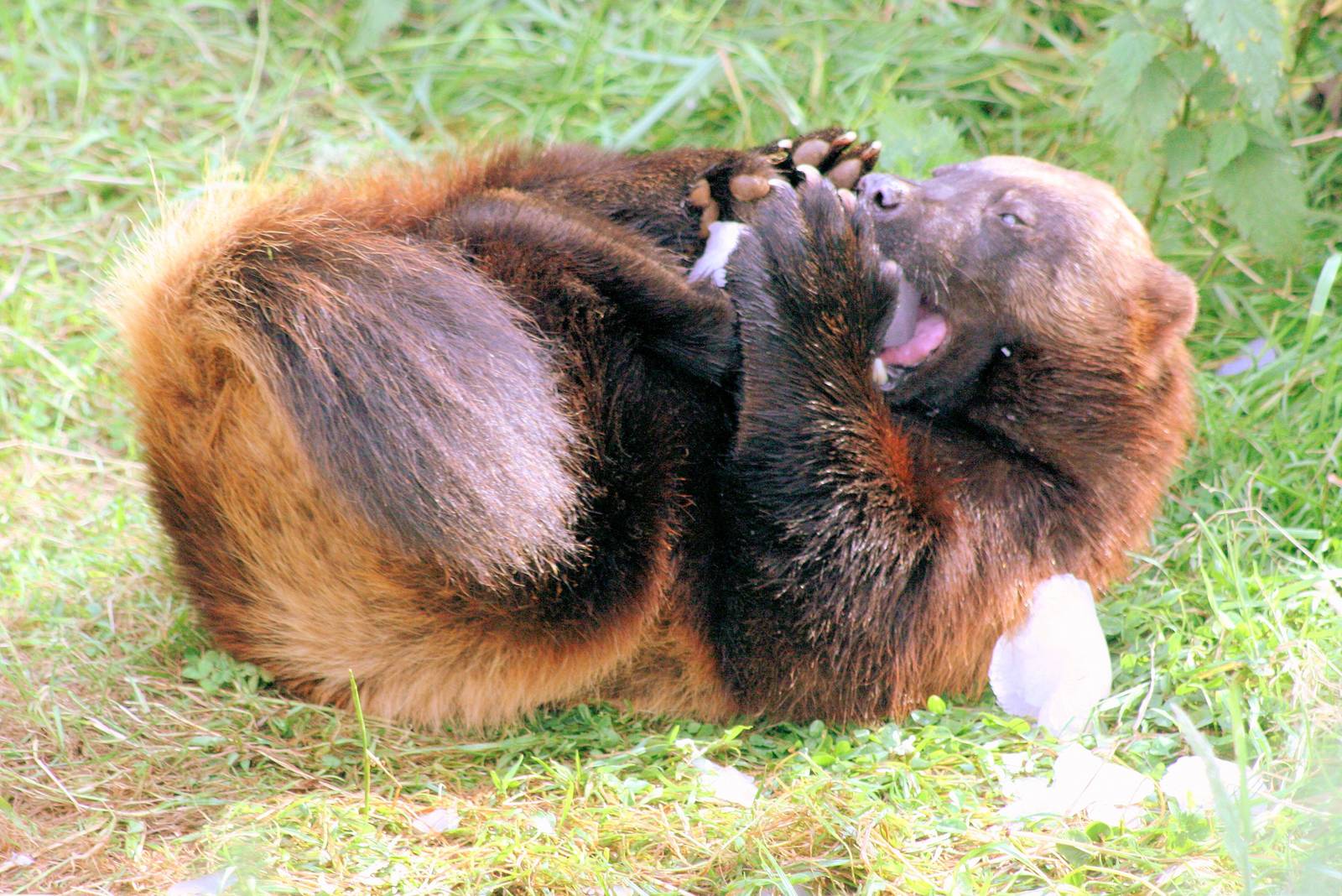 Wolverine playing with block of ice; Whipsnade; 12th July 2014