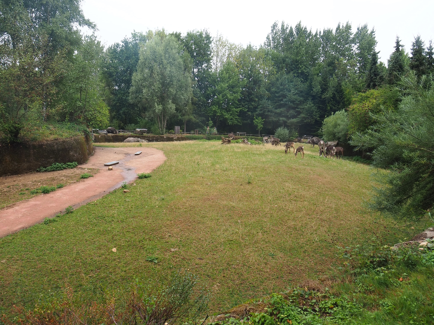 Wolverine-side part of the Eurasian forest reindeer exhibit (Former musk ox exhibit), 2022-08-20