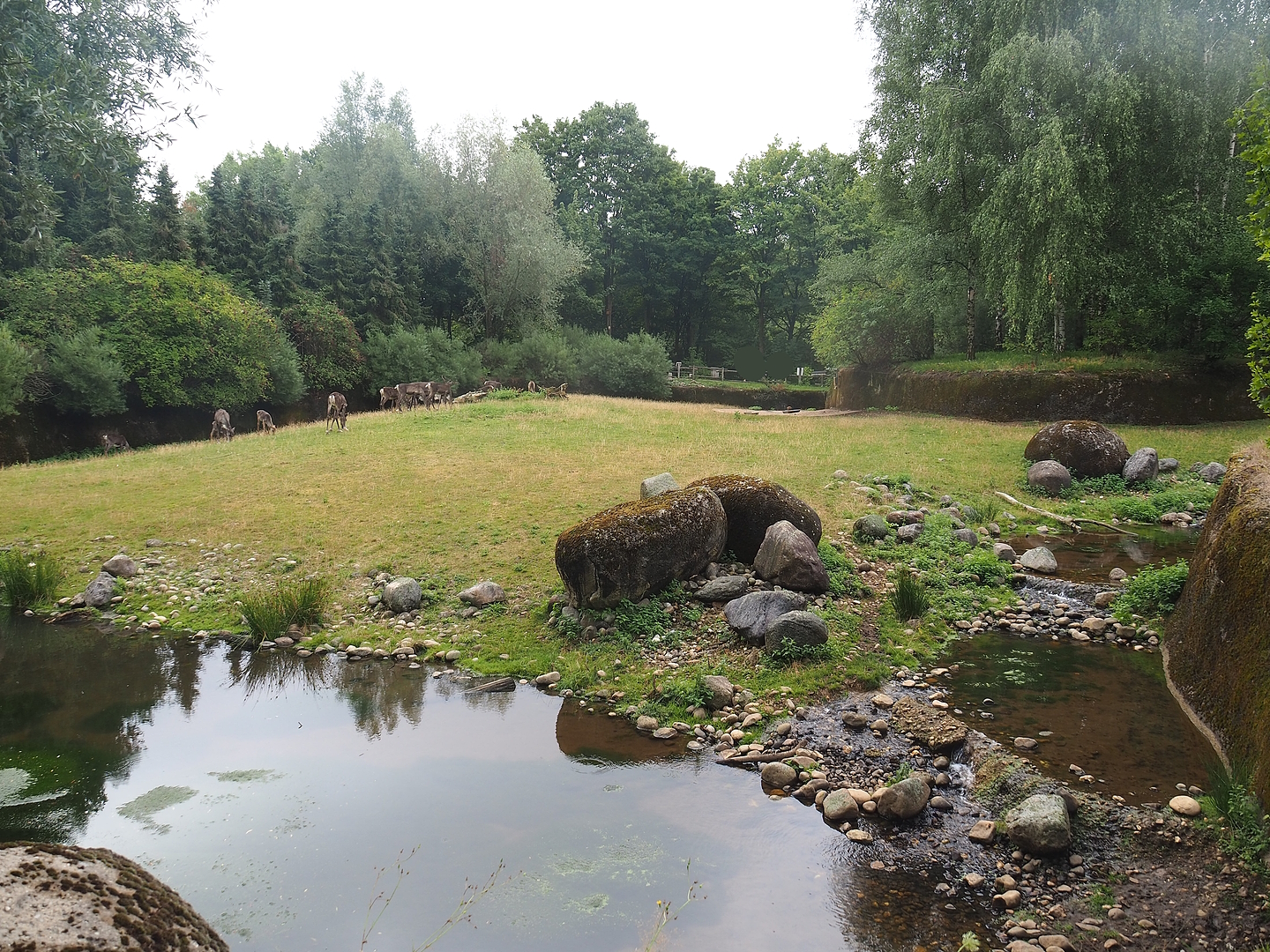 Wolverine-side part of the Eurasian forest reindeer exhibit (Former musk ox exhibit), 2022-08-20
